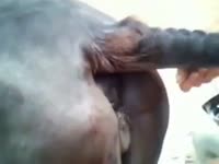 Fucking a sexy mare pussy